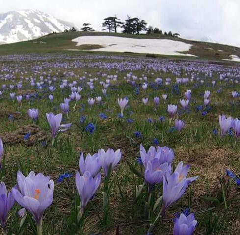 La Stella Del Pollino Hotell San Lorenzo Bellizzi Eksteriør bilde